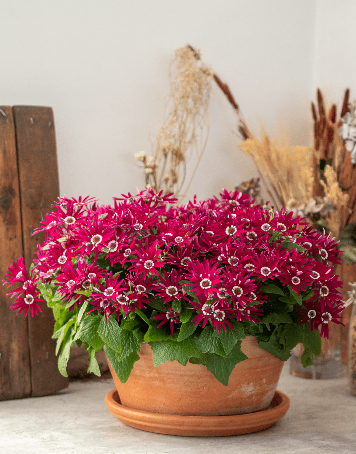 Senetti® Purper Red White Halo