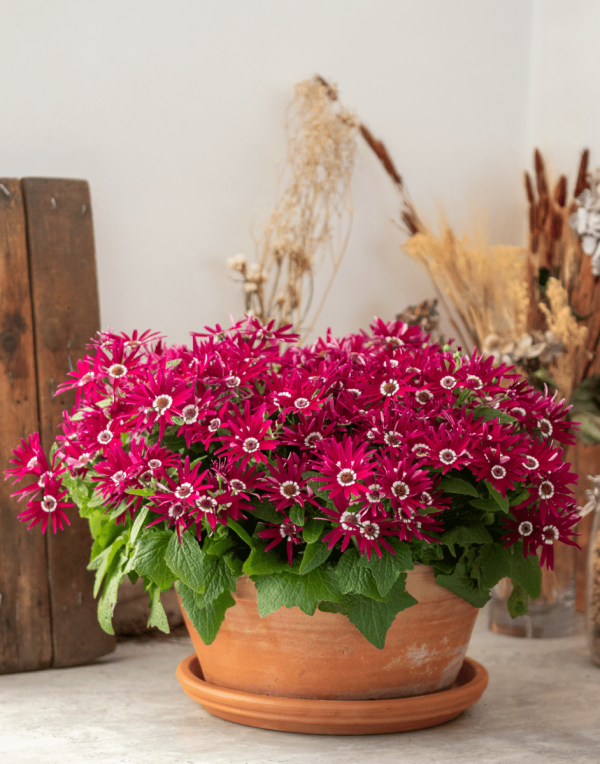 Senetti® Purper Red White Halo – Suntory Flowers Europe
