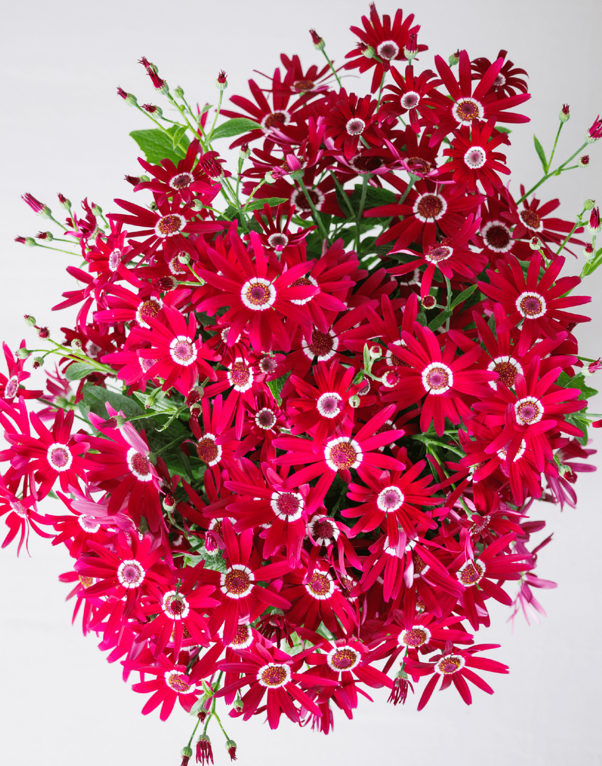 Senetti® Purper Red White Halo