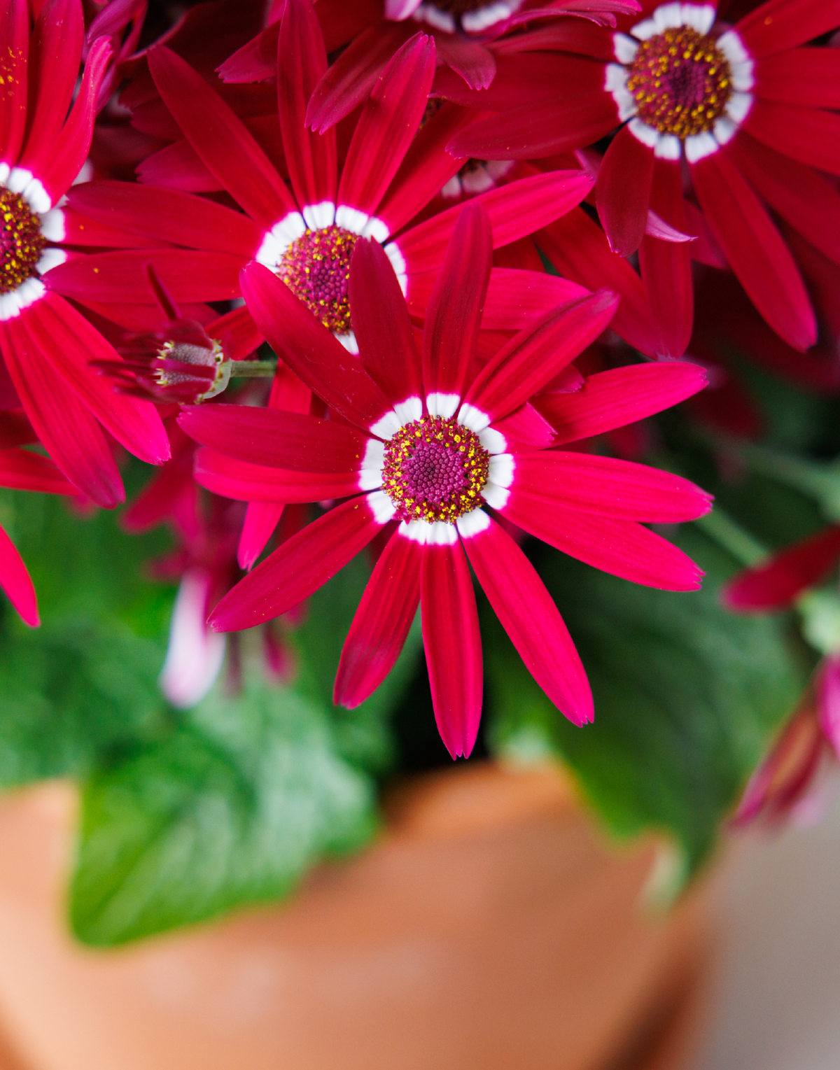 Senetti® Purper Red White Halo