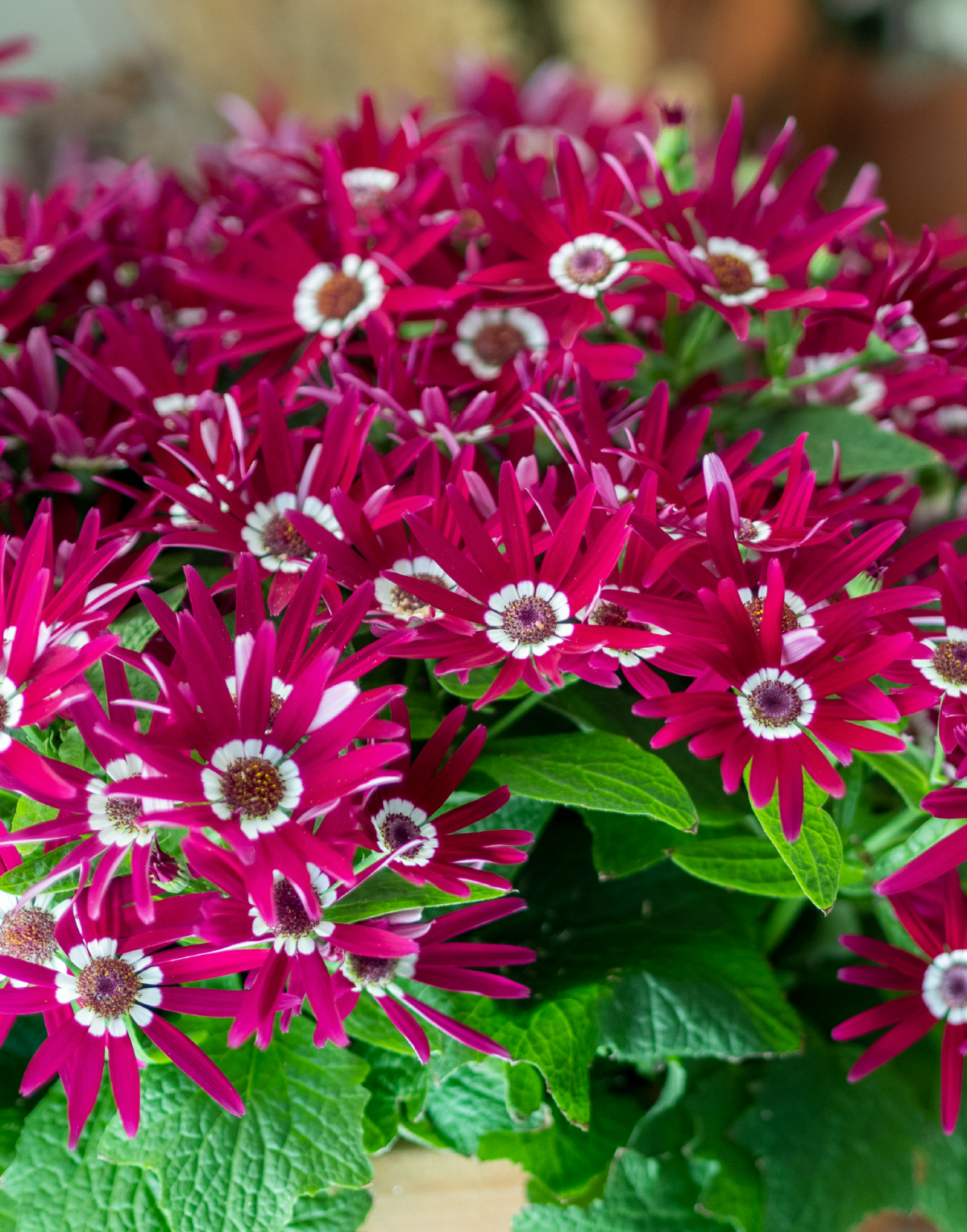 Senetti® Purper Red White Halo