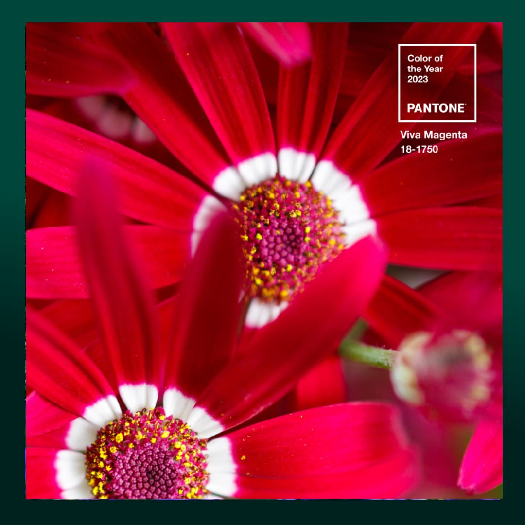 Pantone color of the year 2023 - Viva Magenta - Senetti