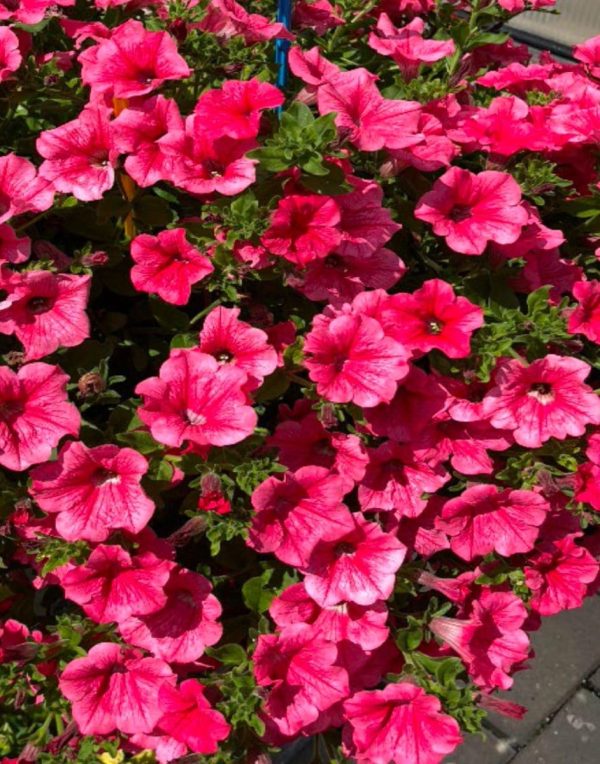 Surfinia® Trailing Hot Pink Cherry | No.1 Original Trailing Petunia