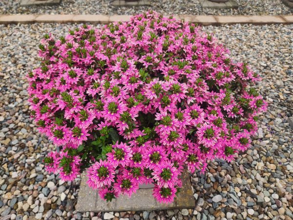 full plant scaevola fan flowers