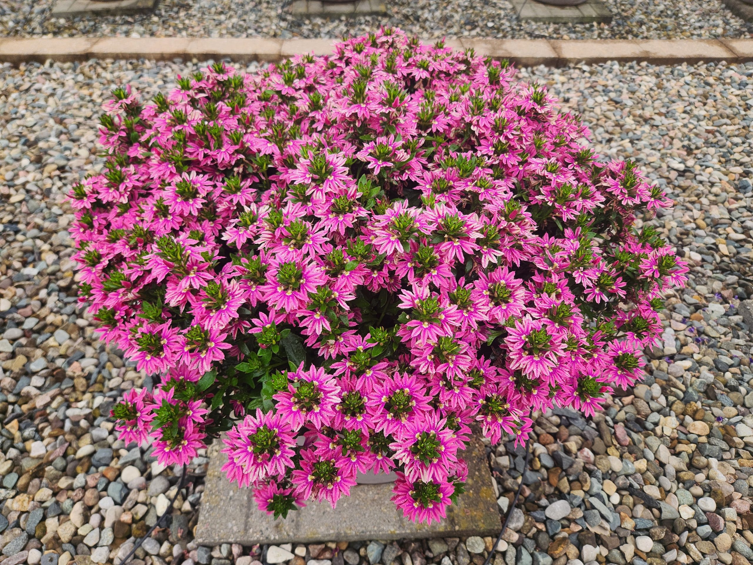 full plant scaevola fan flowers