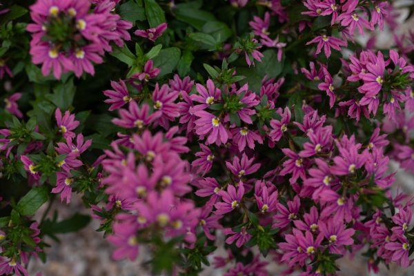 Surdiva scaevola fashion pink improved close up flowers