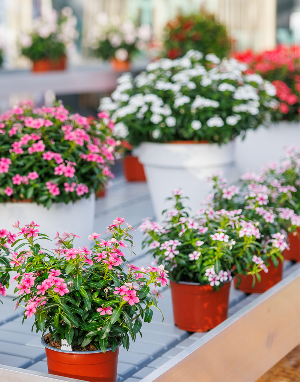 Soiree® Frosty White – Suntory Flowers Europe