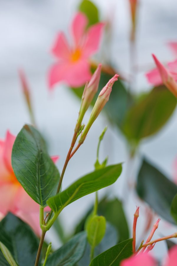 Sundaville® UP pink horizon – Suntory Flowers Europe