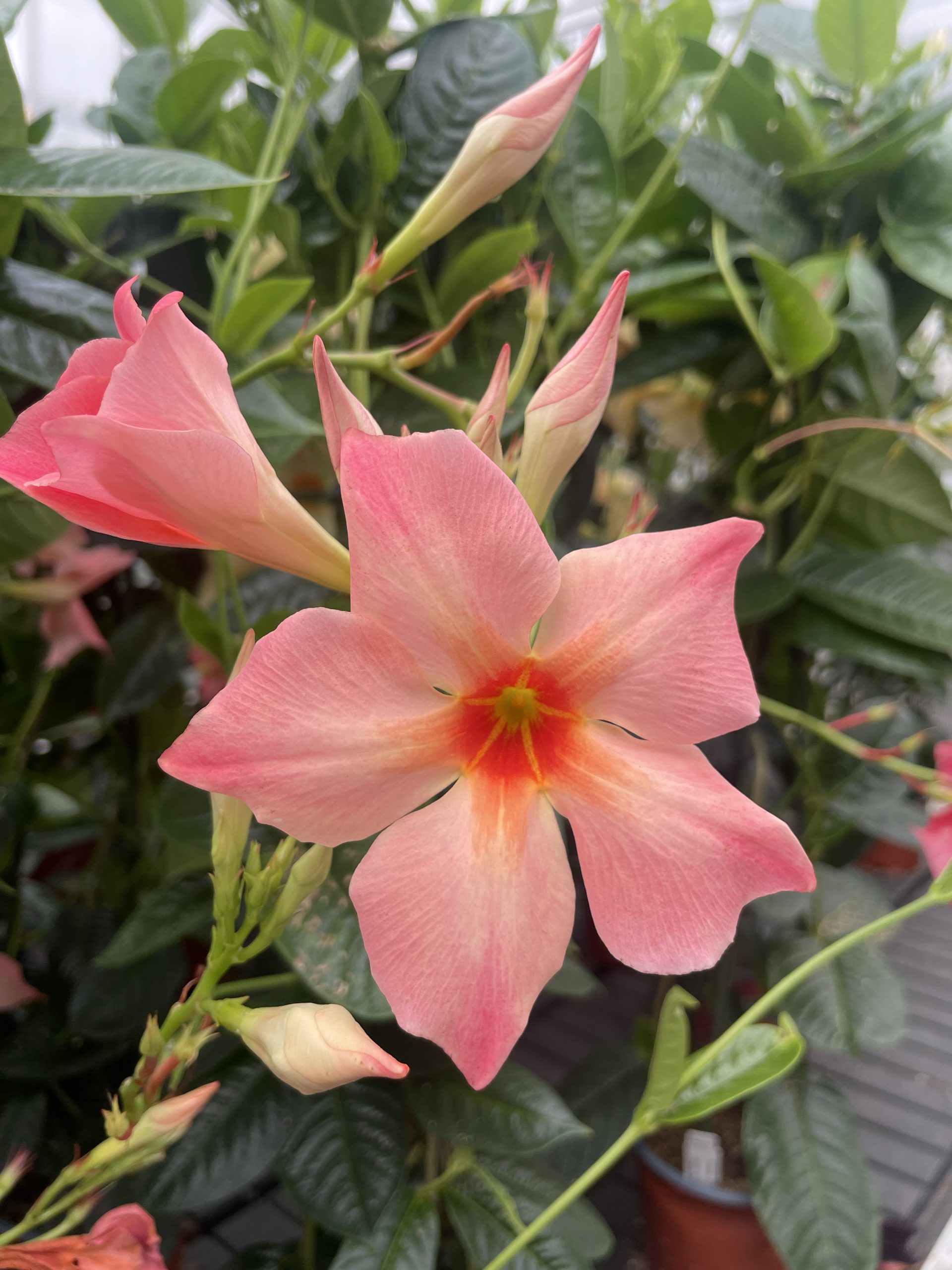 Sundaville® GIANT Apricot Painted