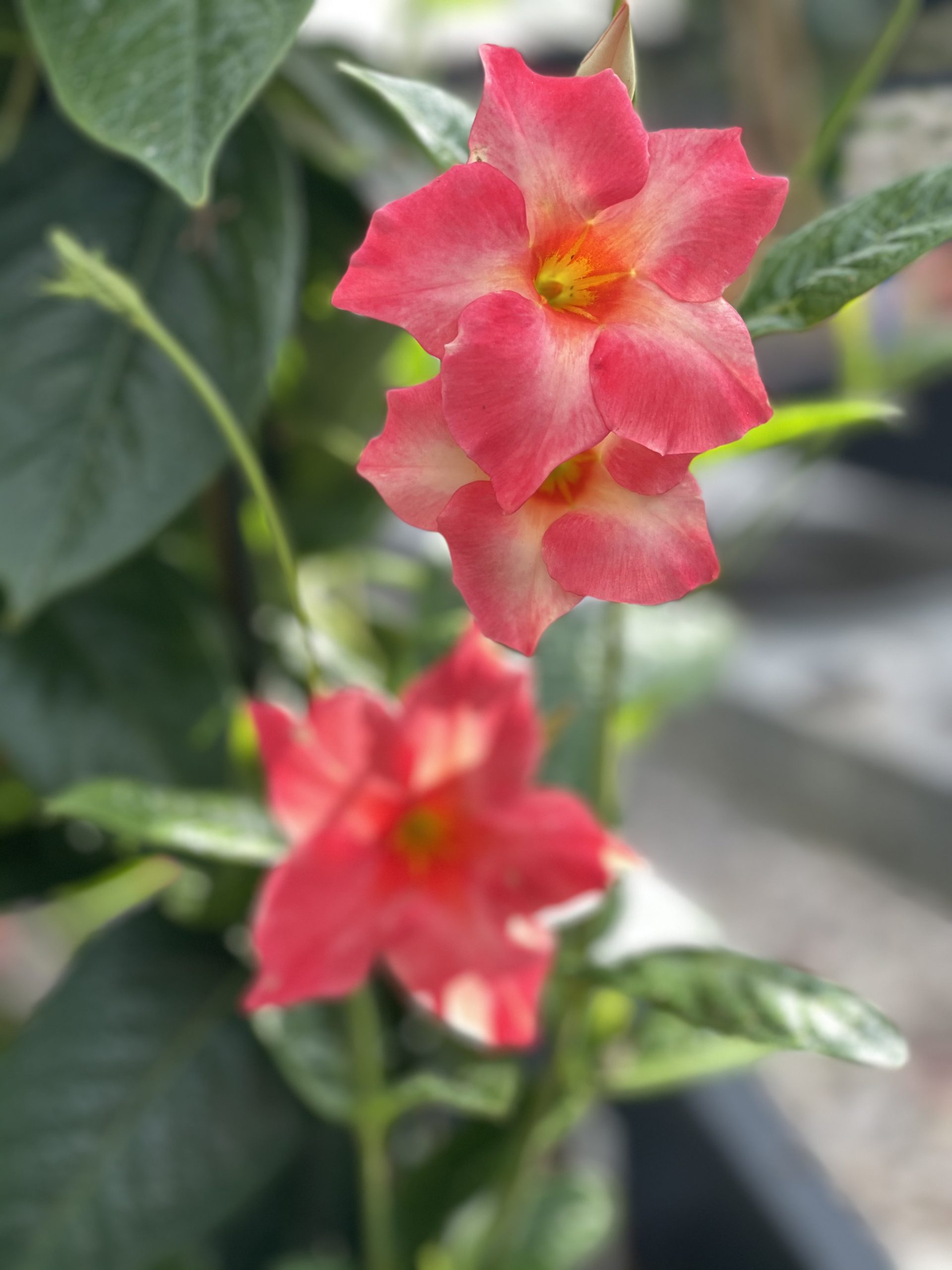 Sundaville® GIANT Two Tone Pink