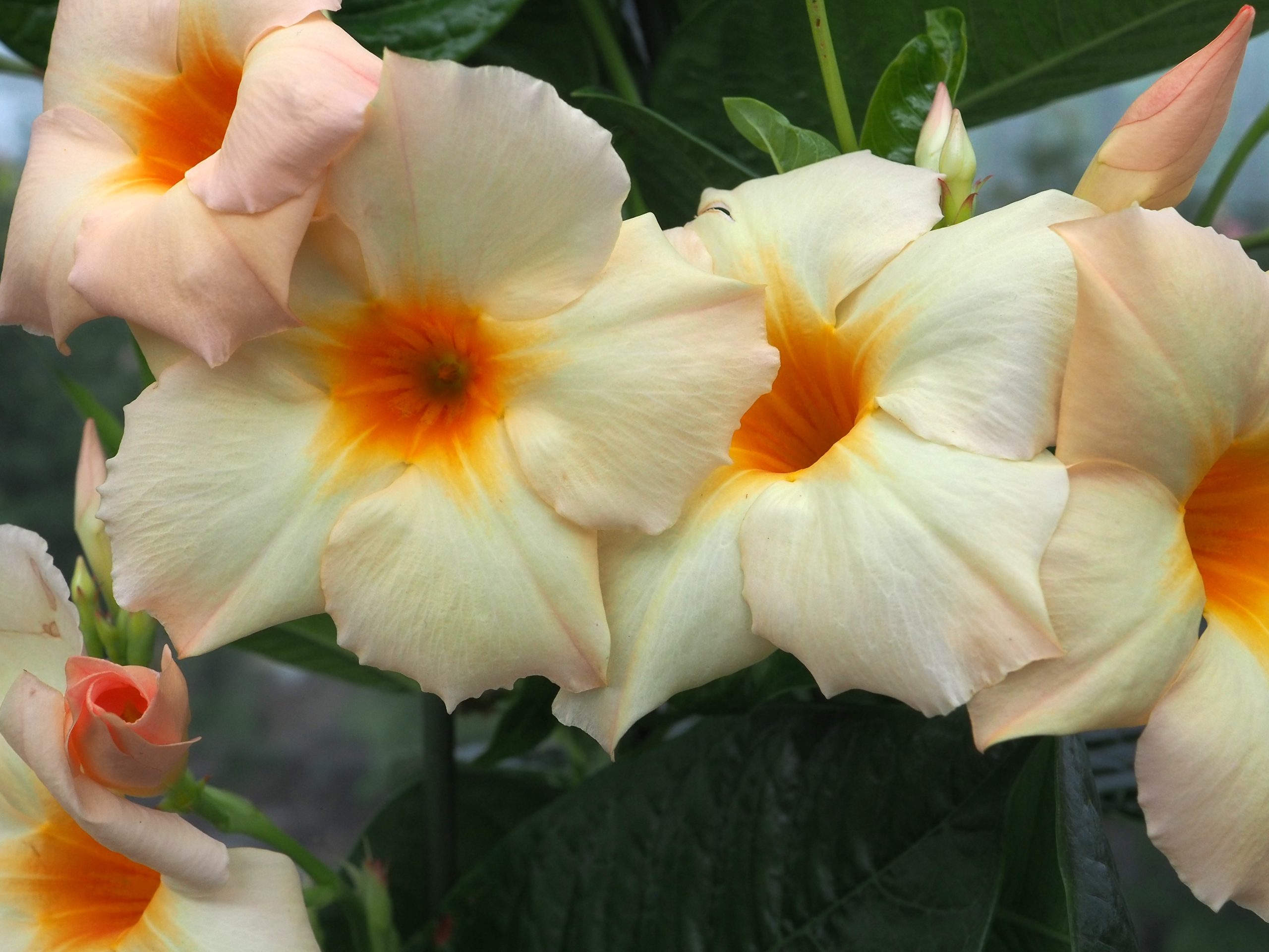 Sundaville® GIANT Light Yellow