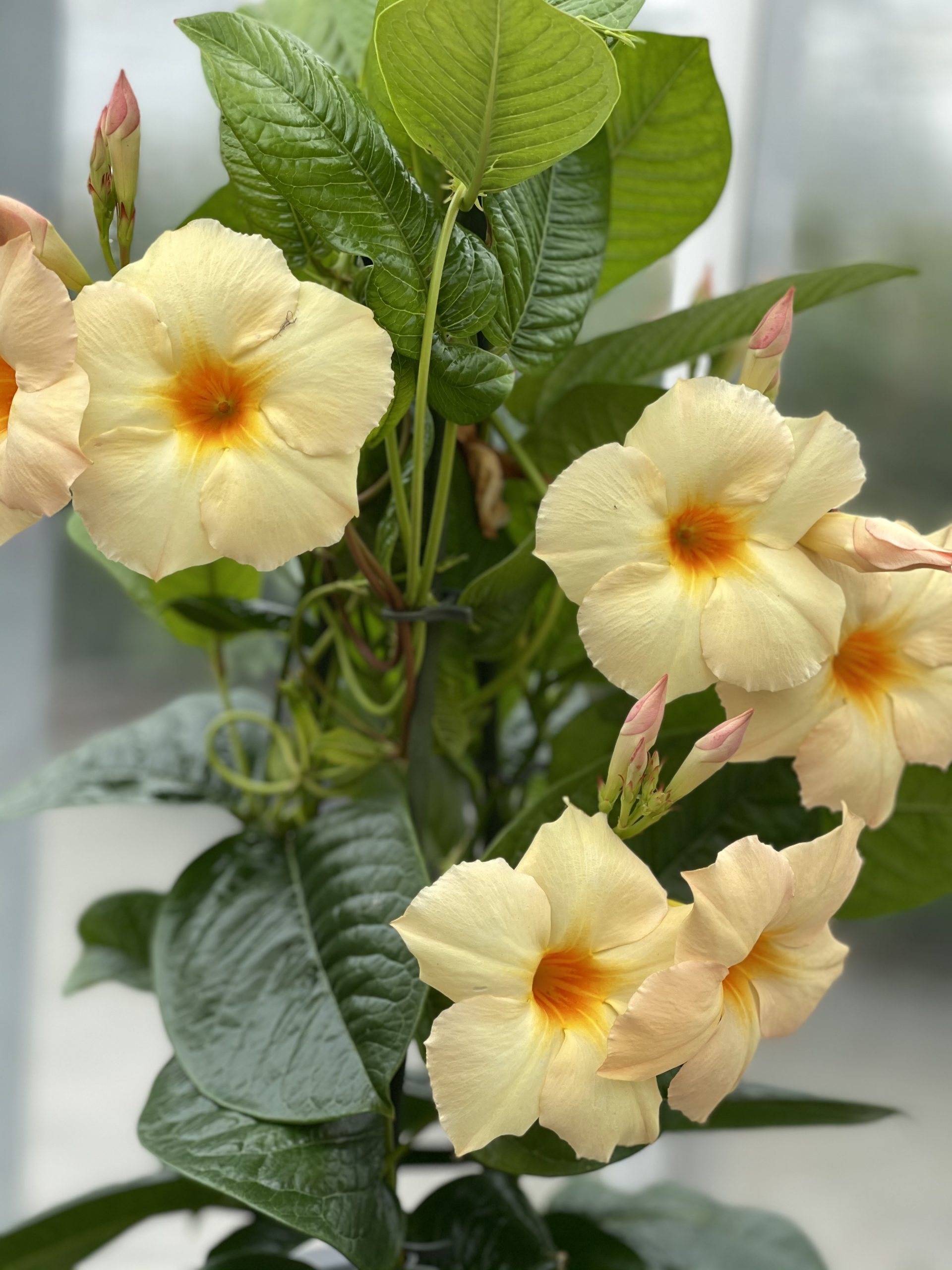 Sundaville® GIANT Light Yellow