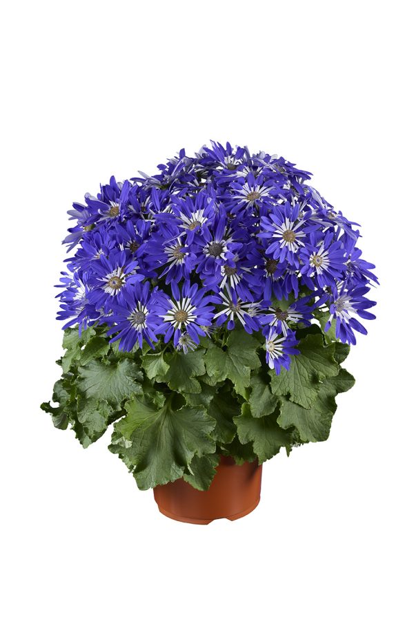 Senetti® Blue Spoon Pericallis