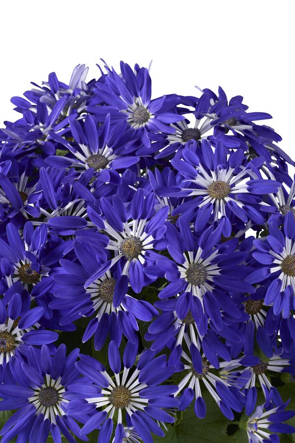 close up to blue spoon shape Pericallis flowers