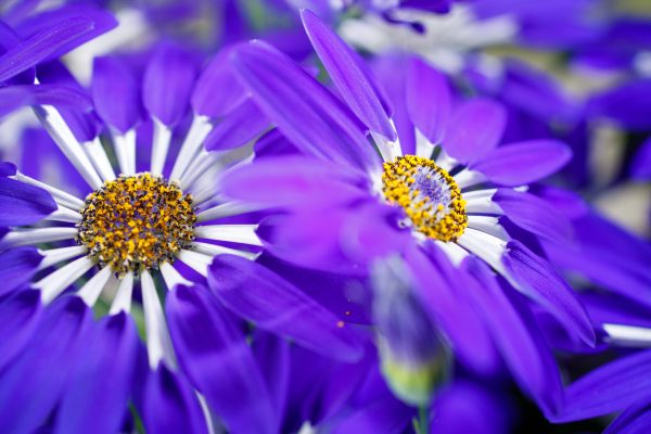 Senetti Pericallis Blue Spoon two flowers focus