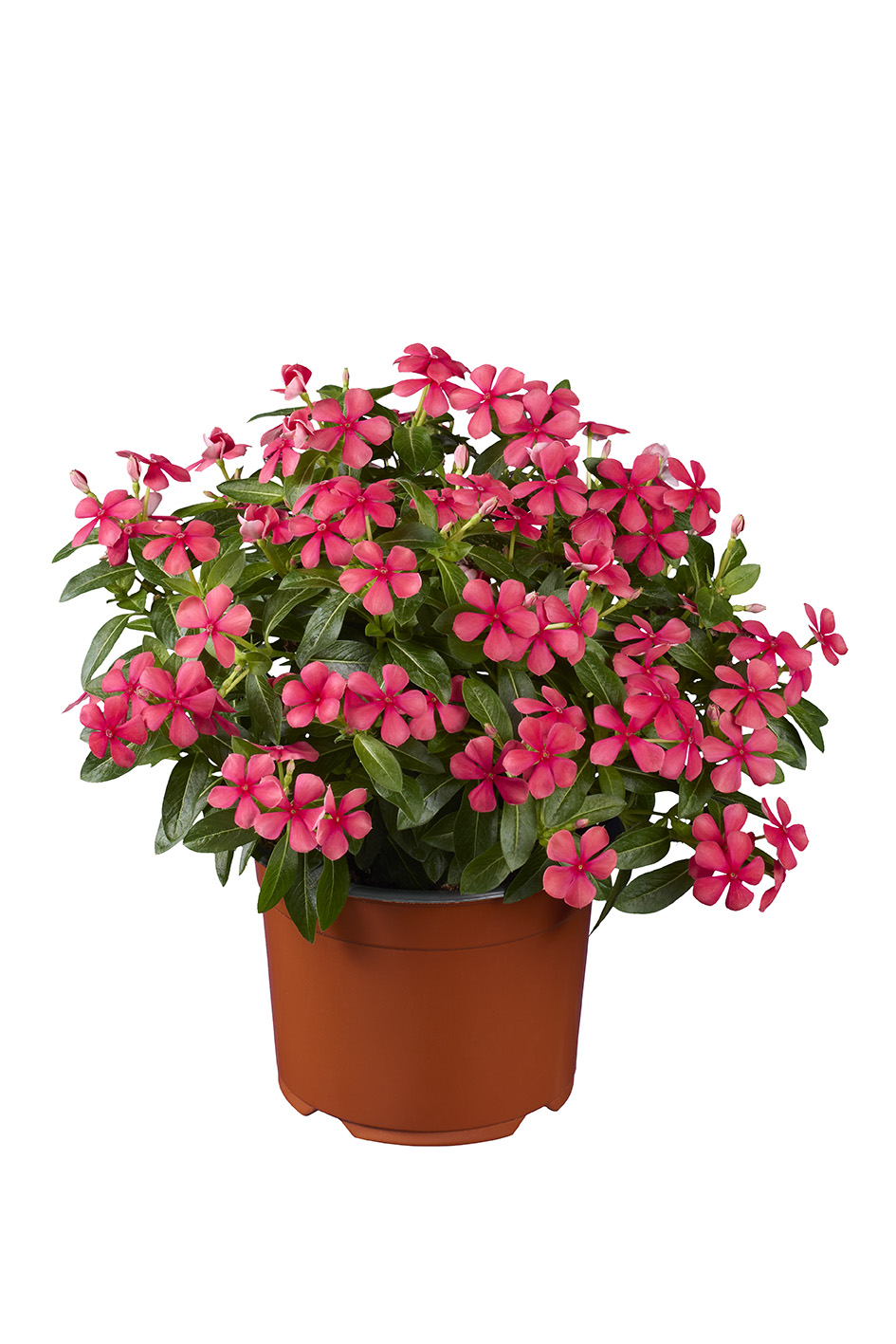 Catharantus Soiree Cherry shot pot plant details