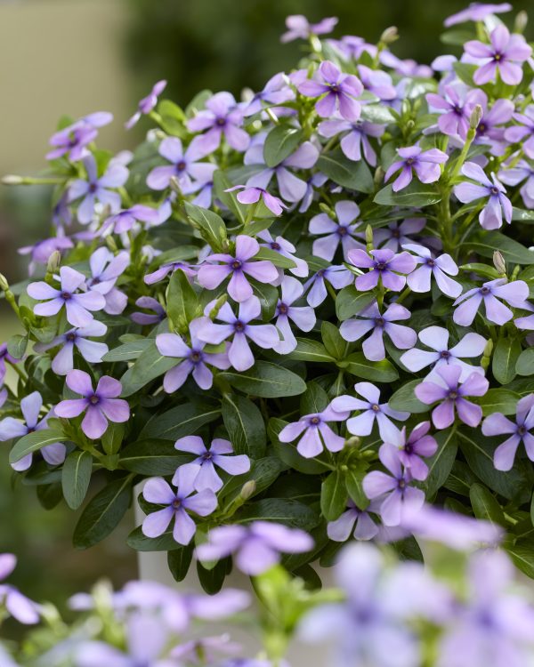 Catharanthus roseus lavender flower picture