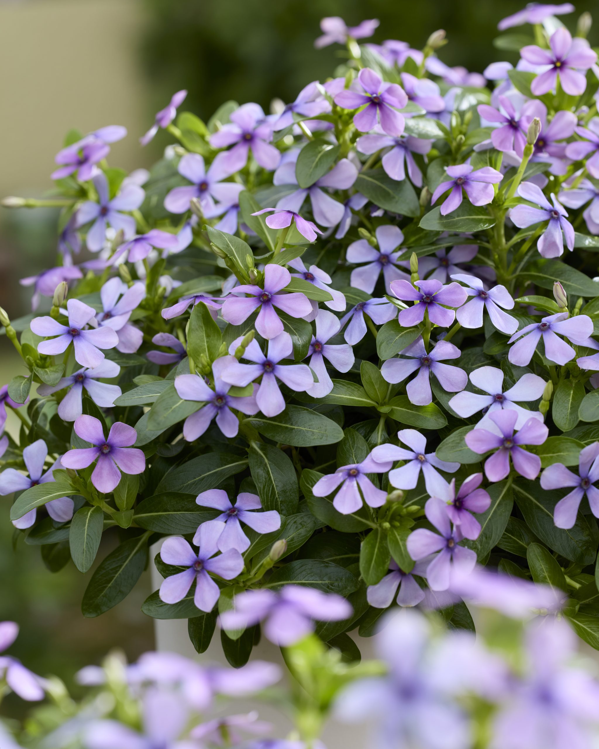 Catharanthus roseus lavender flower picture
