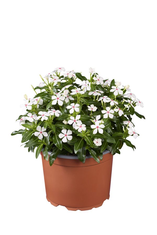 Catharantus Soiree Peppermint pot plant detail