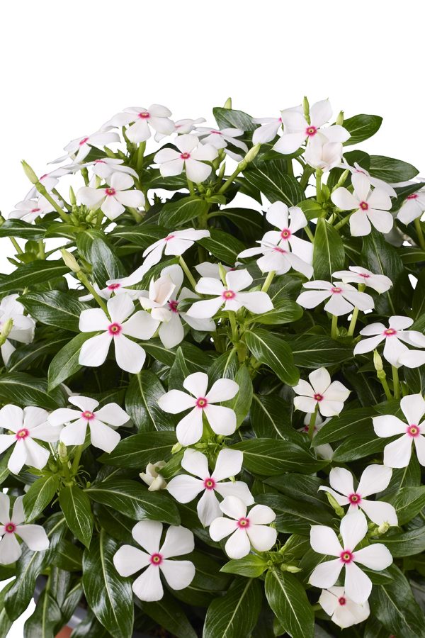Catharantus Soiree Peppermint flowers details