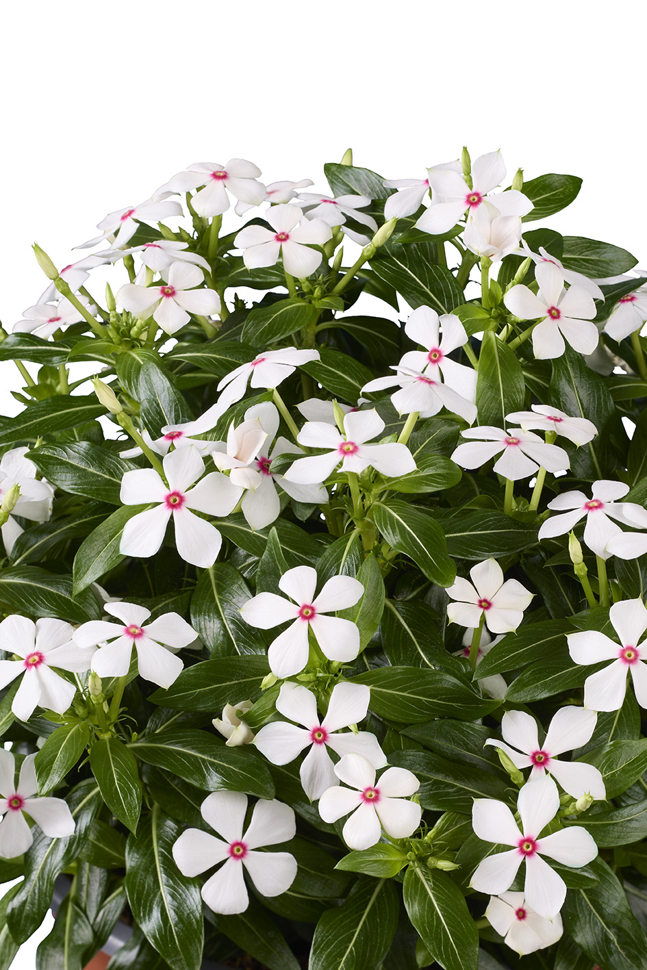 Catharantus Soiree Peppermint flowers details