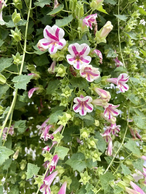 Lofos Pink Swing plant details