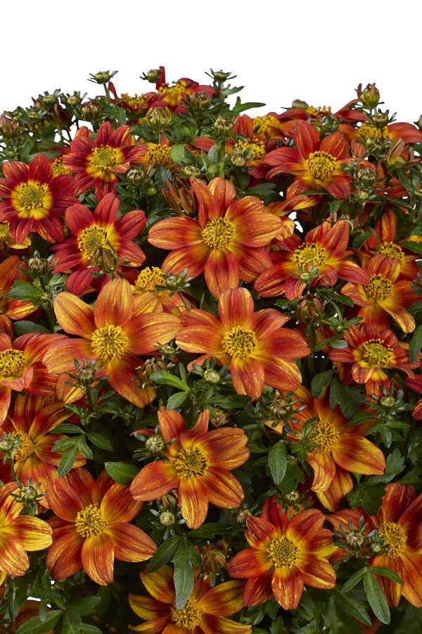 Beedance Compact red focus on flowers