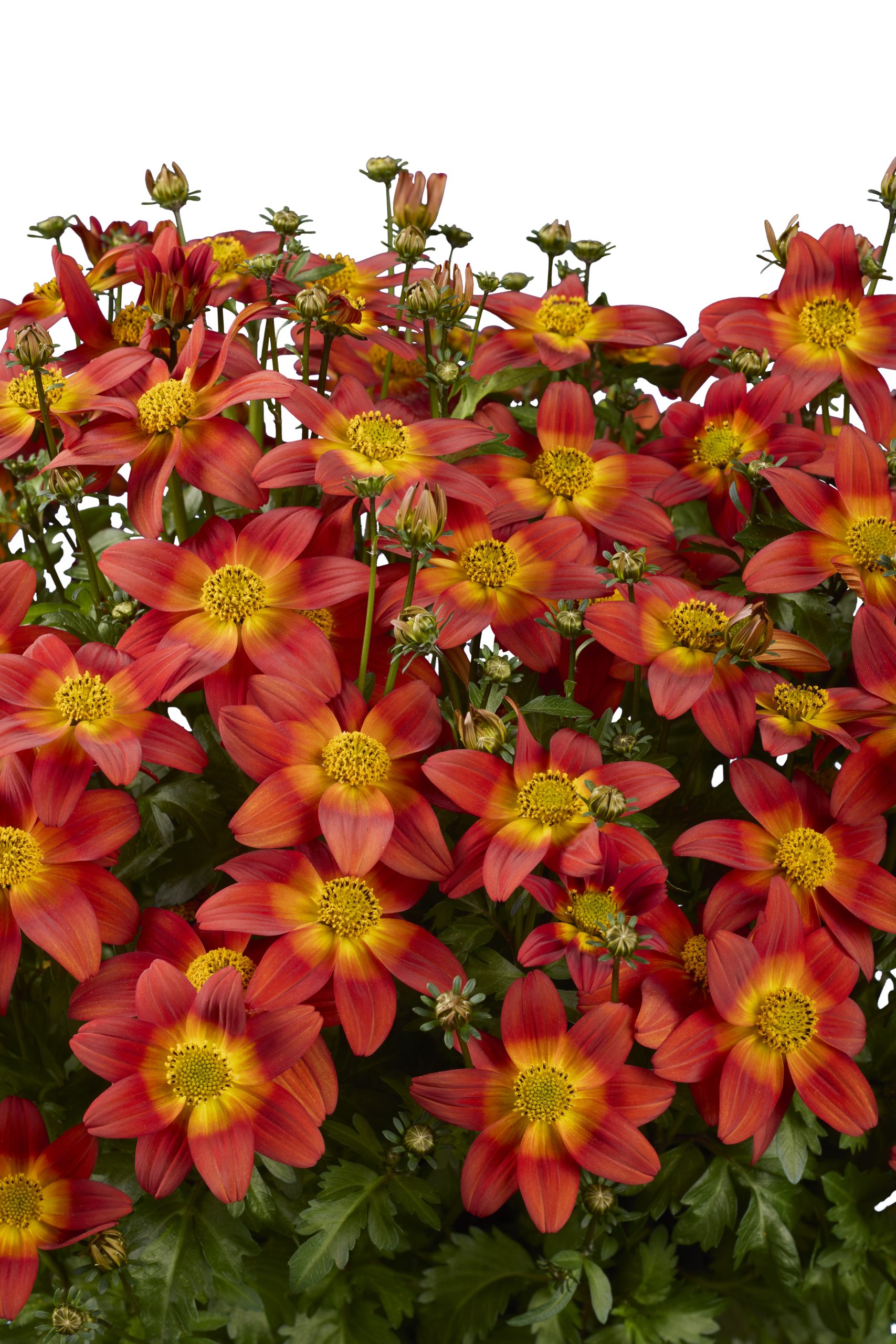 Beedance® Bidens Compact Red