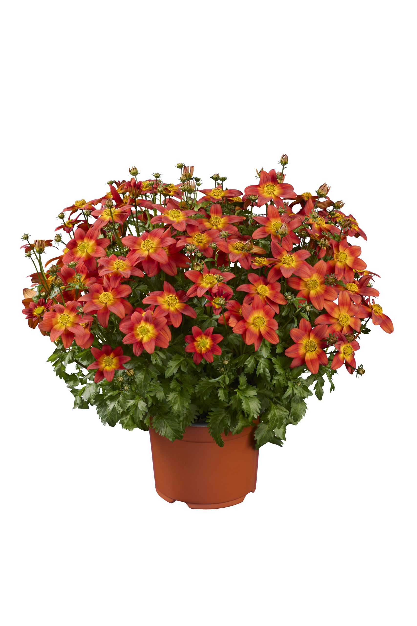 Beedance® Bidens Compact Red