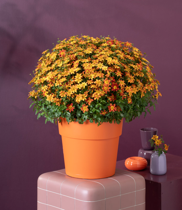 Beedance compact red full plant with orange pot